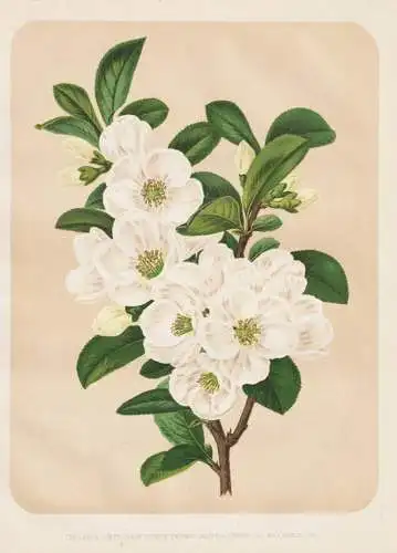 The large white japan quince. Cydonia japonica - Japanische Zierquitte Chaenomeles japonica Japanese quince /