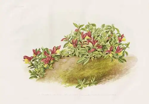 The purple alpine milkwort (Polygala Chamaebuxux purpurea) - Polygala Chamaebuxux purpurea Buchs-Kreuzblume /