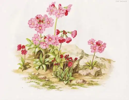 The rose coloured Primula (P. Rosea) - Primel primrose / flower flowers Blume Blumen / Pflanze Planzen plant p