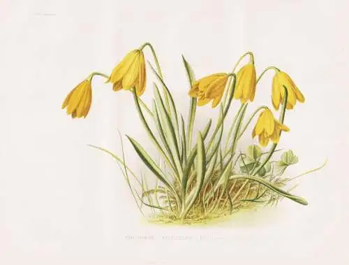 The golden Fritillary (Fritillaria pudica) - Fritillarie lily Lilie / flower flowers Blume Blumen / Pflanze Pl
