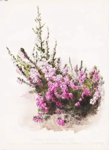 Three winter Heaths - Erica codonodes ... - Erika Heidekraut / South Africa Südafrika / flower flowers Blume