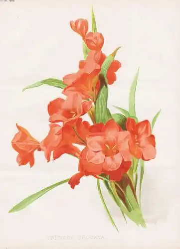 Tritonia Crocata - South Africa Südafrika / flower flowers Blume Blumen / Pflanze Planzen plant plants / bota