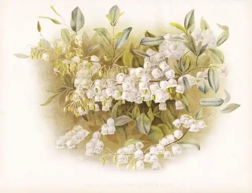Zenobia speciosa pulverrulenta - Zenobia / South Carolina Virginia / flower flowers Blume Blumen / Pflanze Pla