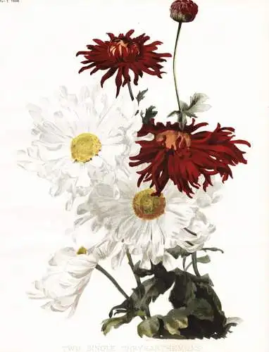 Two single Chrysanthemums - Chrysanthemen Chrysanthemum chrysanths / flower flowers Blume Blumen / Pflanze Pla