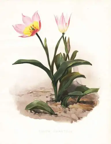 Tulipa saxatilis - Felsen-Tulpe Tulpe tulip tulips / Crete Kreta / flower flowers Blume Blumen / Pflanze Planz