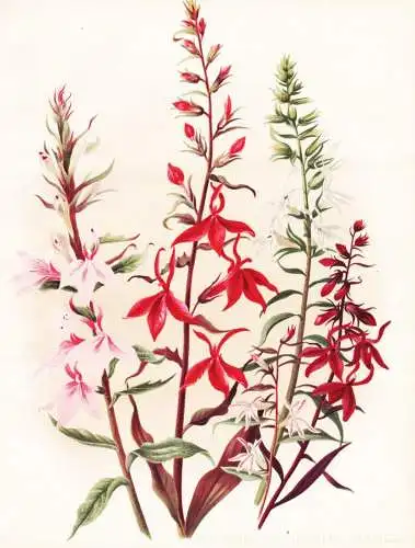 Varieties of Lobelia fulgens - Lobelie / flower flowers Blume Blumen / Pflanze Planzen plant plants / botanica