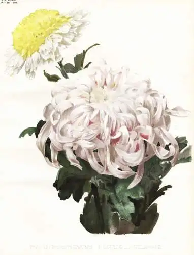 Two Chrysanthemums 1. louise 2. delavare - Chrysanthemen Chrysanthemum chrysanths / flower flowers Blume Blume