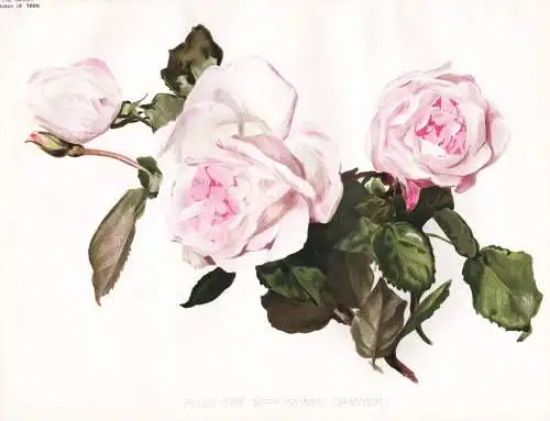 Rose the Melle Yvonne Gravier - Rosea Rose roses / flower flowers Blume Blumen / Pflanze Planzen plant plants