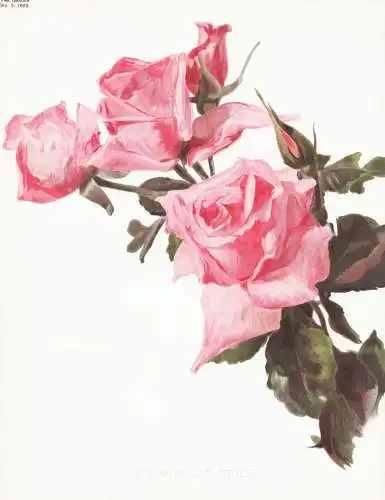 Rose Mr Jules Grolez - Rose roses Rosea / flower flowers Blume Blumen / Pflanze Planzen plant plants / botanic