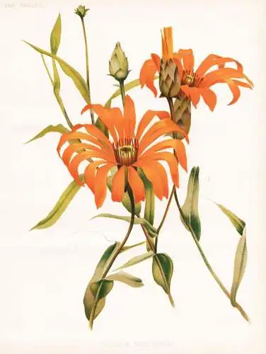 Mutisia decurrens - South America Südamerika / flower flowers Blume Blumen / Pflanze Planzen plant plants / b