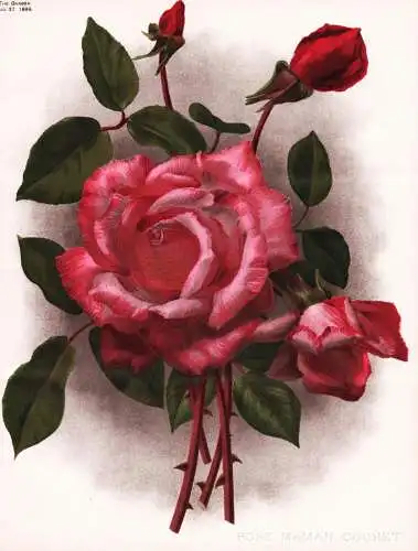 Rose maman cochet - rote Rose roses / flower flowers Blume Blumen / Pflanze Planzen plant plants / botanical B