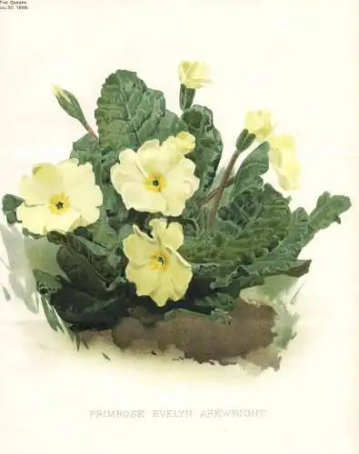 Primrose evelyn arkwright - Primula Primel primrose / flower flowers Blume Blumen / Pflanze Planzen plant plan