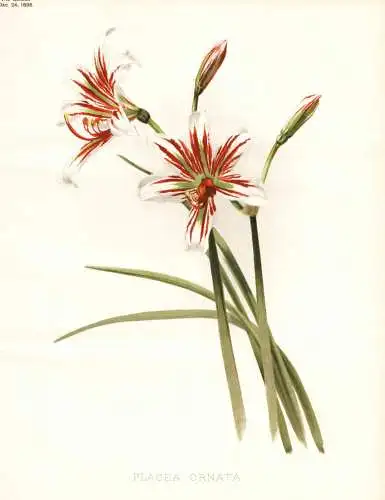 Placea ornata - Chile / flower flowers Blume Blumen / Pflanze Planzen plant plants / botanical Botanik botany