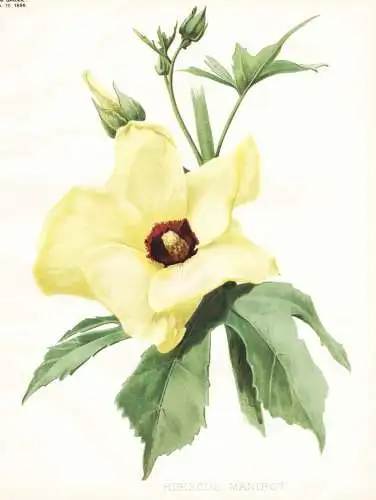 Hibiscus Manihot - Hibiskus Maniok-Bisameibisch Eibisch / China / flower flowers Blume Blumen / Pflanze Planze