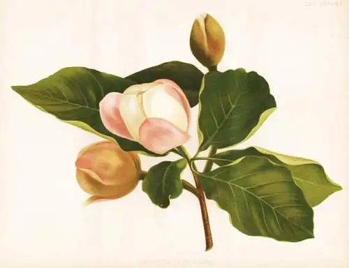 Magnolia parviflora - Japan / Magnolie Magnolien magnolias / flower flowers Blume Blumen / Pflanze Planzen pla