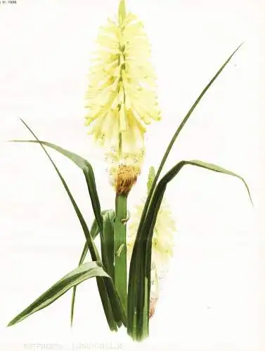 Kniphofia longicollis - Fackellilie tritomea torch lily / Natal Brazil Brasil Brasilien / flower flowers Blume