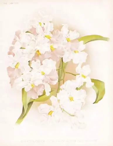 Odontoglossum citrosmum album and roseum - Mexico Mexiko / orchid Orchidee Orchideen / flower flowers Blume Bl