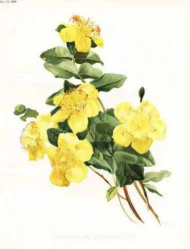 Hypericum moserianum - Johanniskraut goatweed / flower flowers Blume Blumen / Pflanze Planzen plant plants / b