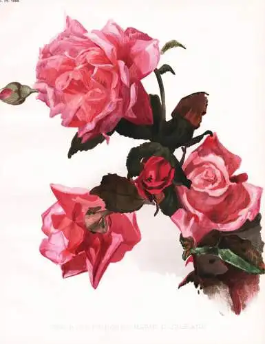 Tea Rose princess varie d'orleans - rote Rose roses / flower flowers Blume Blumen / Pflanze Planzen plant plan
