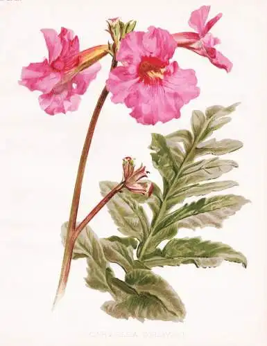 Incarvillea delavayi - Freilandgloxinie Gloxinie / China / flower flowers Blume Blumen / Pflanze Planzen plant