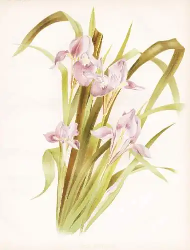 Iris stylosa - Schwertlilie Lilie lily / Algeria Algerien / flower flowers Blume Blumen / Pflanze Planzen plan
