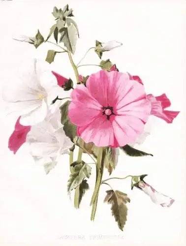 Lavatera trimestris - Malva trimestris mallow Bechermalve Malve / flower flowers Blume Blumen / Pflanze Planze