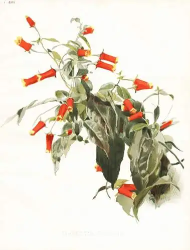 Manettia bicolor - West Indies Mexico Central America / flower flowers Blume Blumen / Pflanze Planzen plant pl