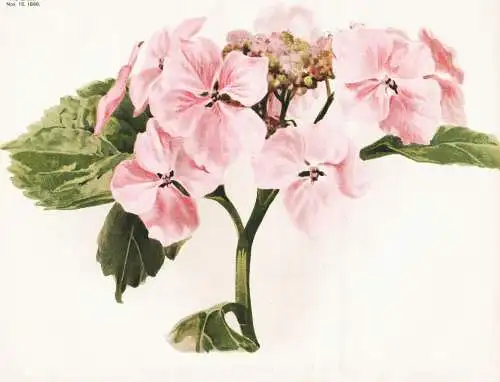 Hydrangea Hortensia mariesi - Hortensie hortensia / Japan / flower flowers Blume Blumen / Pflanze Planzen plan