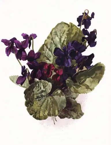 Single Violets - Veilchen Stiefmütterchen / flower flowers Blume Blumen / Pflanze Planzen plant plants / bota