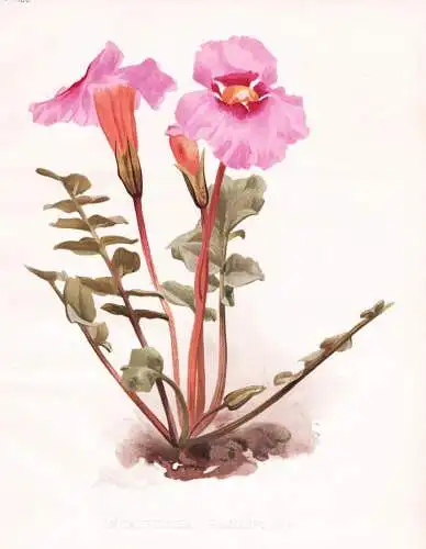 Incarvillea grandiflora - Freilandgloxinie Gloxinie / China / flower flowers Blume Blumen / Pflanze Planzen pl