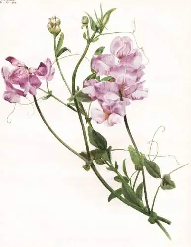 Lathyrus pubescens - Platterbse Erbse pea / South America Südamerika / flower flowers Blume Blumen / Pflanze
