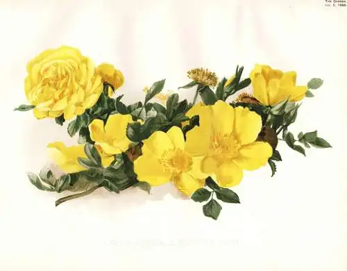 1. Rosa lutea 2. R. lutea fl pl Mr Jules Grolez - Rose roses Rosea / flower flowers Blume Blumen / Pflanze Pla