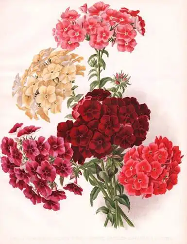 1. Phlox chamois rose 2. Crown Prince 3. Grandifl isabellina 4. Amabilis 5. Coccinea - Phlox Flammenblume / fl