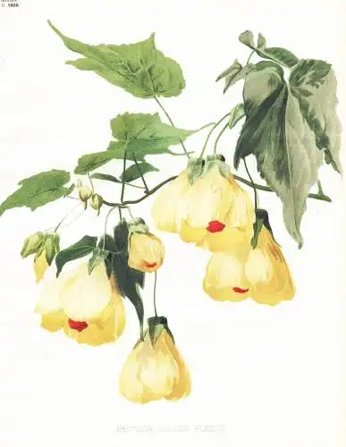 Abutilon golden fleece - Malve mallow Schönmalve / Indien India / flower flowers Blume Blumen / Pflanze Planz
