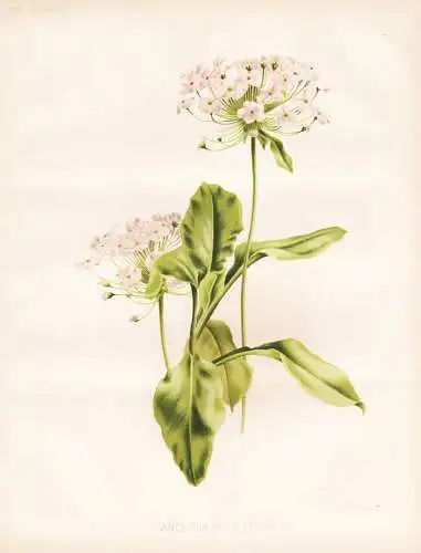 Androsace foliosa - Himalaya / Mannsschild / flower flowers Blume Blumen / Pflanze Planzen plant plants / bota