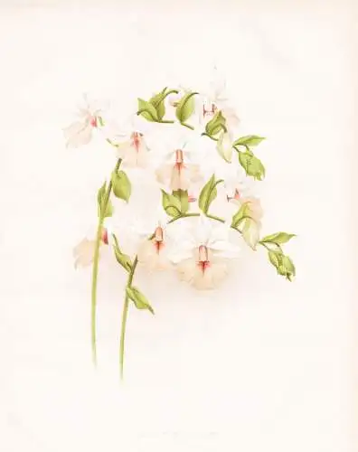 Calanthe regnieri - Orchidee orchid Orchideen / Japan Java Nepal / flower flowers Blume Blumen / Pflanze Planz