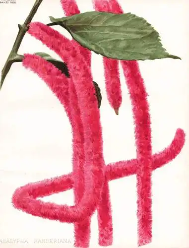 Acalypha sanderiana - Nesselblatt / New Guinea Neuguinea / flower flowers Blume Blumen / Pflanze Planzen plant