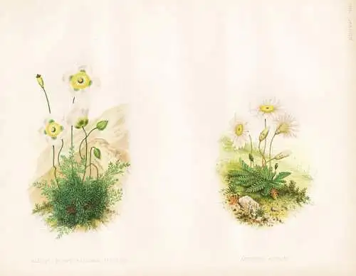 Alpine Poppy papaver alpinum - Anthemis aizoon - Alpen-Mohn / flower flowers Blume Blumen / Pflanze Planzen pl