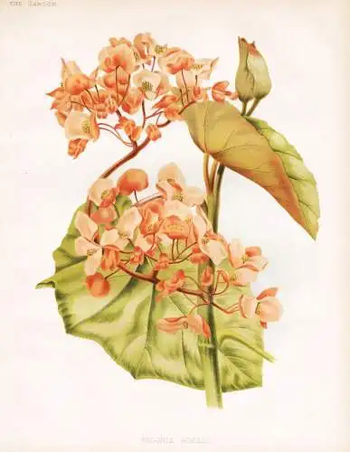 Begonia roezli - Begonia roezlii Begonie Begonien / Mexico Mexiko / flower flowers Blume Blumen / Pflanze Plan