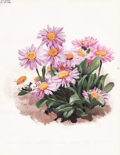 Astern alpinus superbus and vars pink and white - Alpen-Astern / flower flowers Blume Blumen / Pflanze Planzen