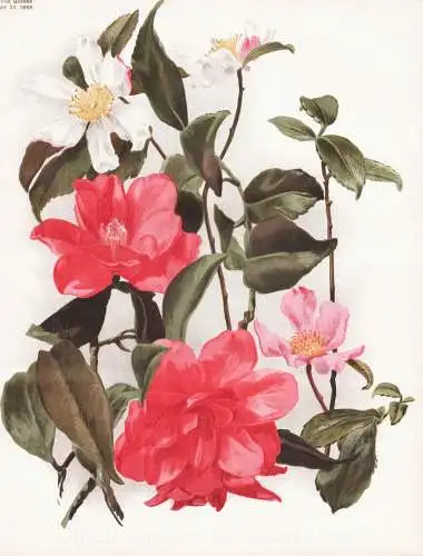 Camellia donkelaari and C. sasanqua vars - Camellia Kamelie Kamelien / flower flowers Blume Blumen / Pflanze P