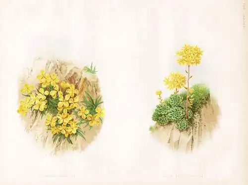 Erysimum pumilum - Sedum spatulifolium - Schöterich Fetthenne / flower flowers Blume Blumen / Pflanze Planzen