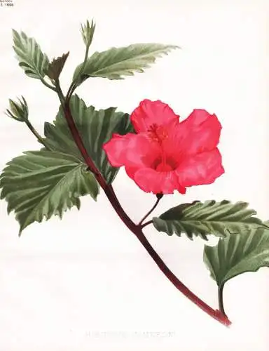 Hibiscus Cameroni - Hibiskus Eibisch / China / flower flowers Blume Blumen / Pflanze Planzen plant plants / bo