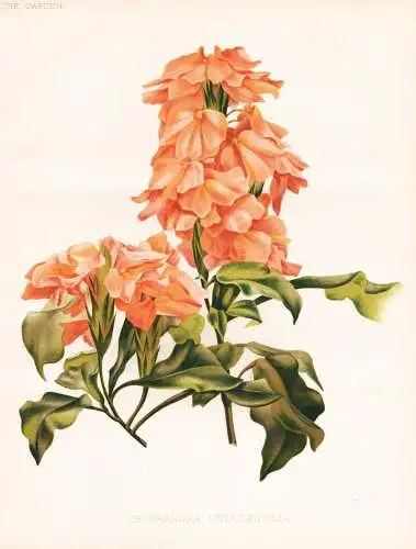 Grossandra undulaefolia - Akanthus Tapirblume / flower flowers Blume Blumen / Pflanze Planzen plant plants / b