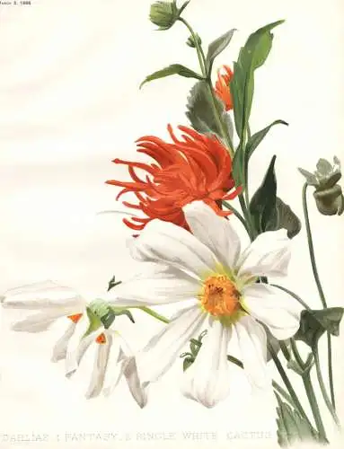 Dahlias 1. fantasy 2. single white cactus - Dahlien / Mexico Mexiko / flower flowers Blume Blumen / Pflanze Pl