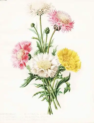 Centaureas: 1. C. moschata alba ... - Kornblume cornflower Zyane Centaurea cyanus / flower flowers Blume Blume
