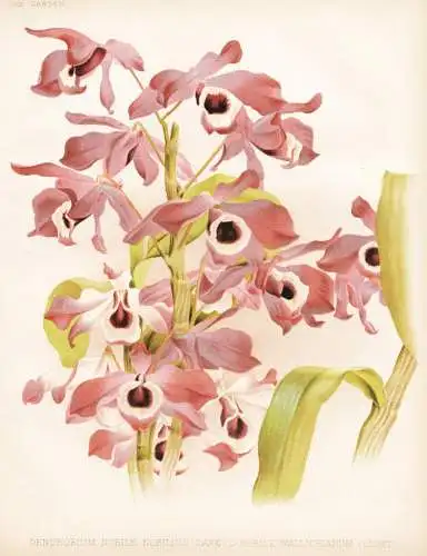 Dendrobium nobile nobilius (dark) - D. nobile wallichianum - Orchidee orchid / India Indien China Asia Asien /