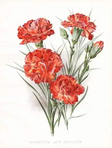 Carnation lady ardilaun - Nelke carnation Nelken Dianthus / flower flowers Blume Blumen / Pflanze Planzen plan