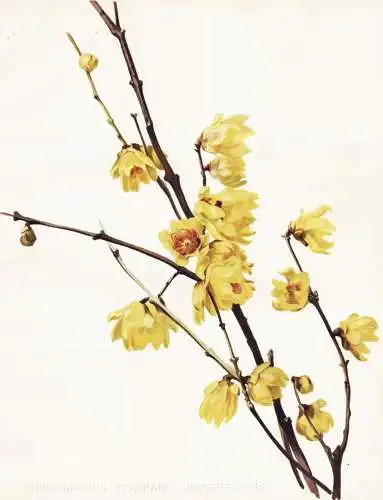 Chimonanthus fragrans grandiflorus - Chinesische Winterblüte wintersweet / China Japan / flower flowers Blume