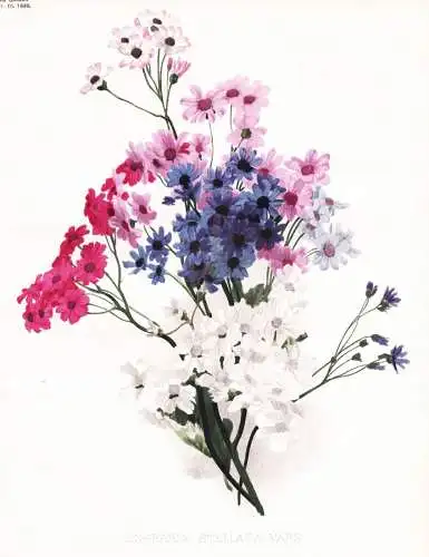 Cineraria stellata vars - Cinerarie Zinerarie / flower flowers Blume Blumen / Pflanze Planzen plant plants / b